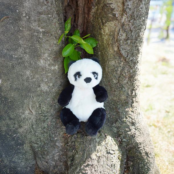 Bukowski Bears-Baby Jie Jie